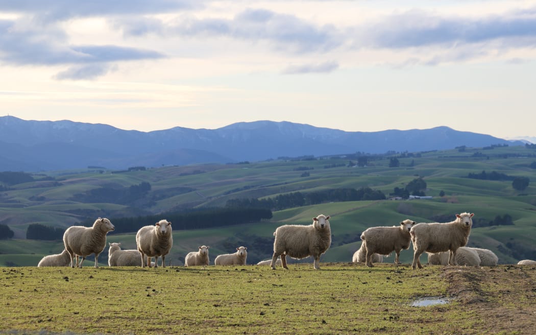 sheep