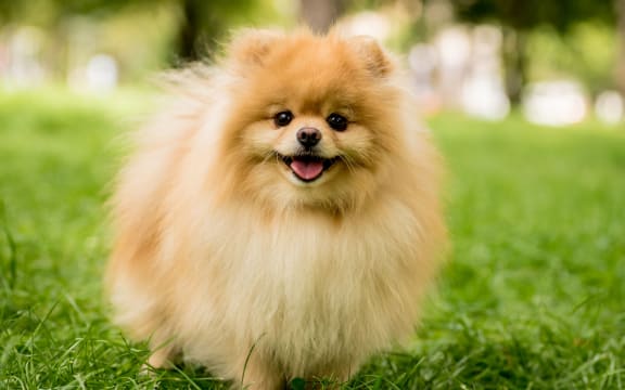 Pomeranian dog at the park