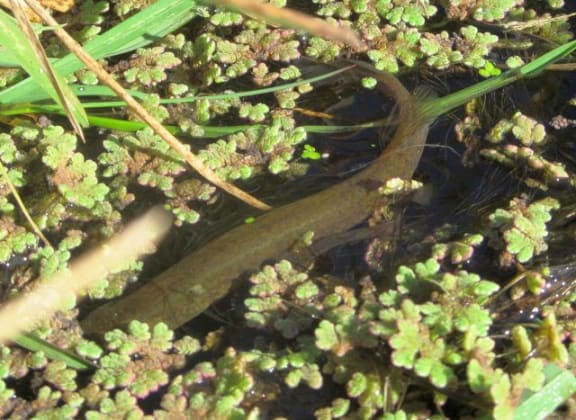 The family name for group of fish that includes the mudfish is Galaxiidae, which refers to its many silvery-gold spots - they were compared to the stars in a galaxy by early scientists.