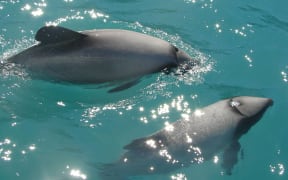Māui dolphins
