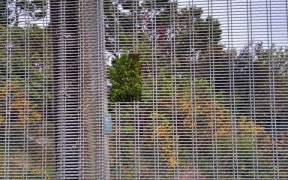 Someone cut a hole in Zealandia's fence that is big enough to let predators in.
