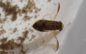 Water boatman