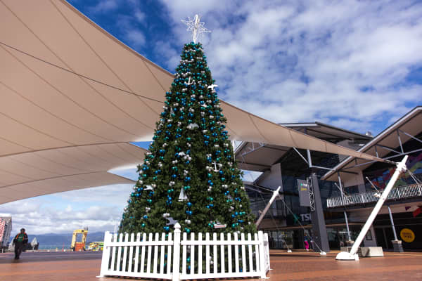 Christmas trees in Wellington