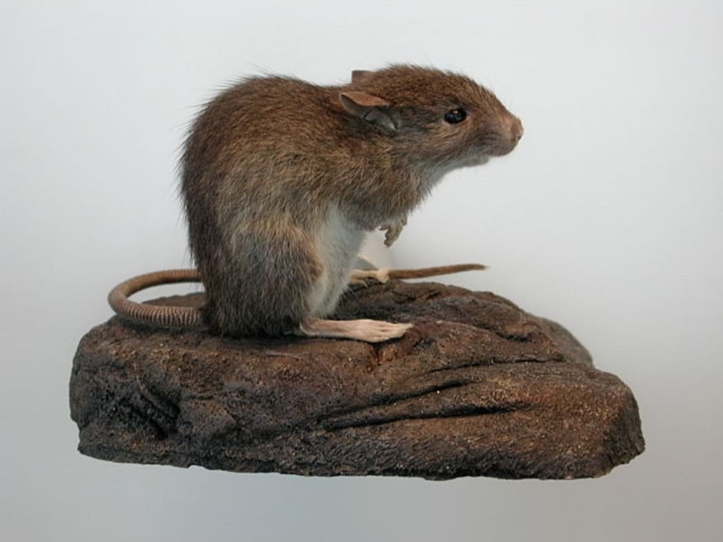 By Cliff from Arlington, VA, USA - Polynesian rat (Rattus exulans), CC BY 2.0