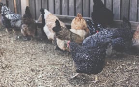 Chickens