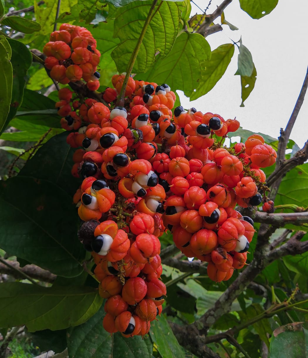 Guarana plant