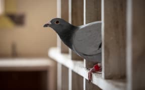 Andrew and Gavin Fry, pigeon fanciers