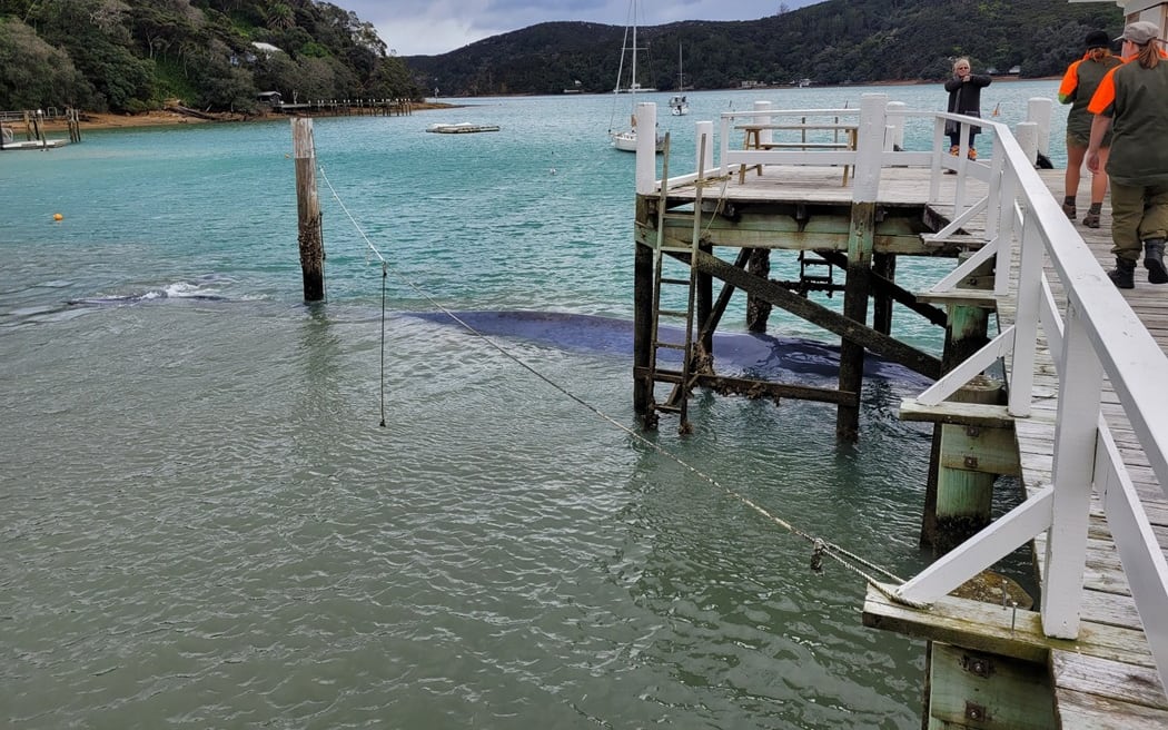 The juvenile pygmy blue whale stranded under the Schoolhouse Bay Wharf on Kawau Island.