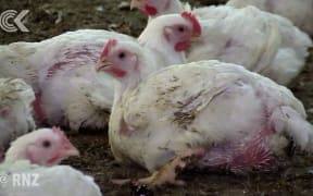 Chickens dying on so called 'free range' farm