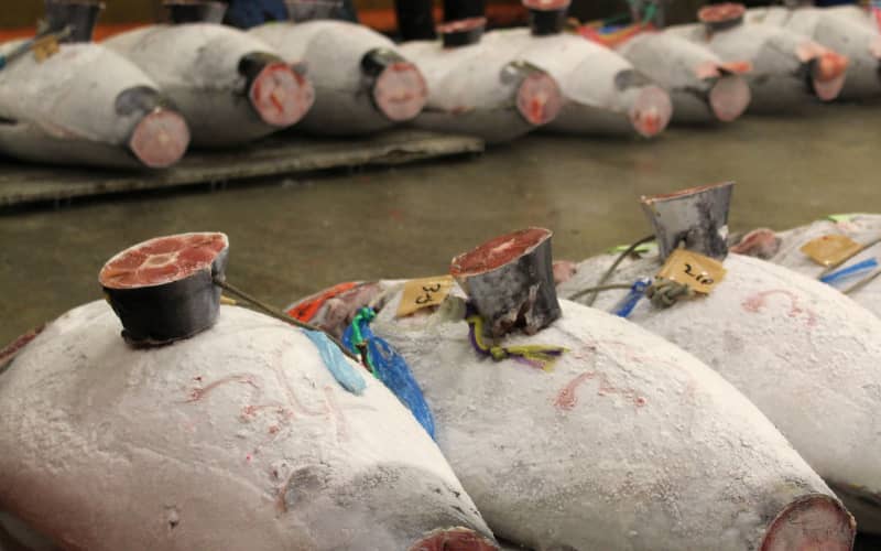 Tuna tracking technology trialled in Fiji | RNZ