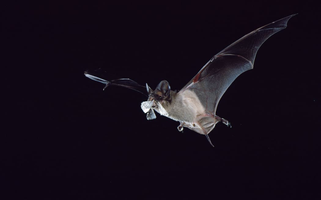 This free-tailed bat is eating a corn earworm moth, a billion-dollar pest in the U.S. Such bats, worldwide are worth billions of dollars annually in crop protection, including everything from cotton to rice, chocolate, sugarcane and macadamia nuts.