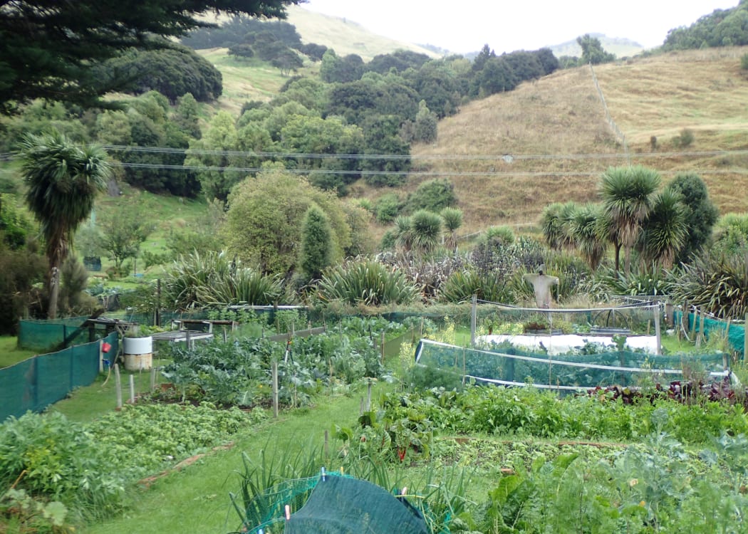 vege garden