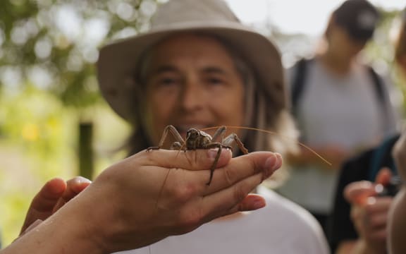 A wētāpunga - giant wētā - to be released on Motuihe.