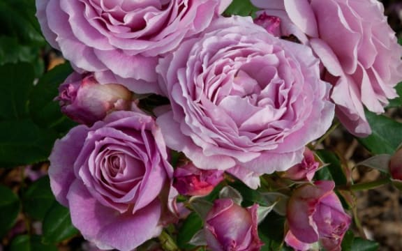 Rural Women New Zealand has commissioned a rose for its centenary created by Matthews Nurseries of Whanganui.