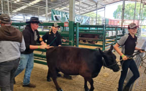 Canterbury A&P Show Country Life