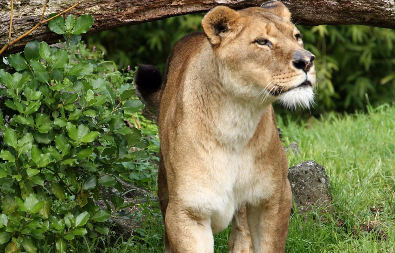 Female lion Sheeka at Auckland Zoo.