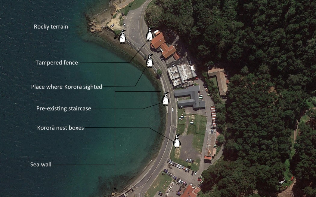 A map showing kororā activity around the Shelly Bay development.