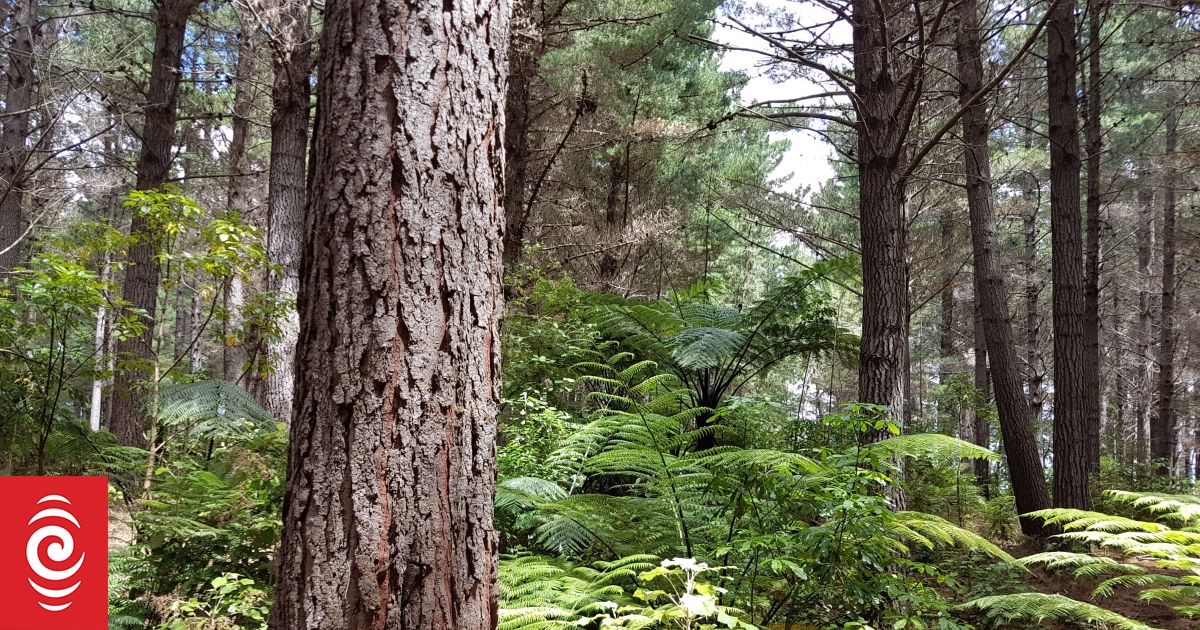 Many of Wairarapa's recent forest fires began in old burn piles, Fire and Emergency says
