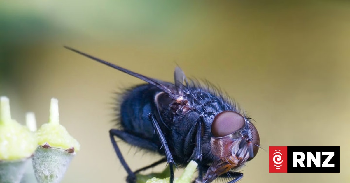 Heat creates perfect breeding conditions for bugs | RNZ