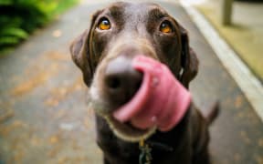 Promoting an environment where "dogs and people can happily co-exist" is the role of Gisborne District Council, according to a report that came before councillors last week.
