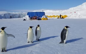 Non-breeding Emperor penguins visit the field camp where penguin researchers are living on the sea ice, sheltered by cliffs that are the seaward-edge of the Ross Ice Shelf.