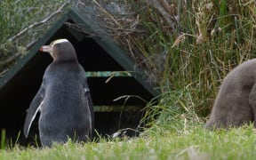 Three yellow-eyed penguin chicks