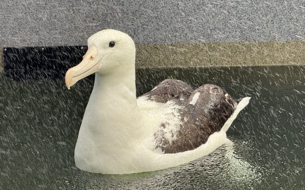 A Northern Royal Albatross found on a Petone beach after last week's storm is at Wellington Zoo, with a second found in Pirinoa currently at Wildbase in Palmerston North - both are expected to be released soon. PHOTO/SUE TEODORO