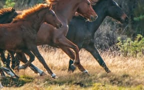 Kaimanawa horses being mustered in 2016.