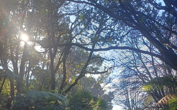 Wellington's Central Park in Autumn.
