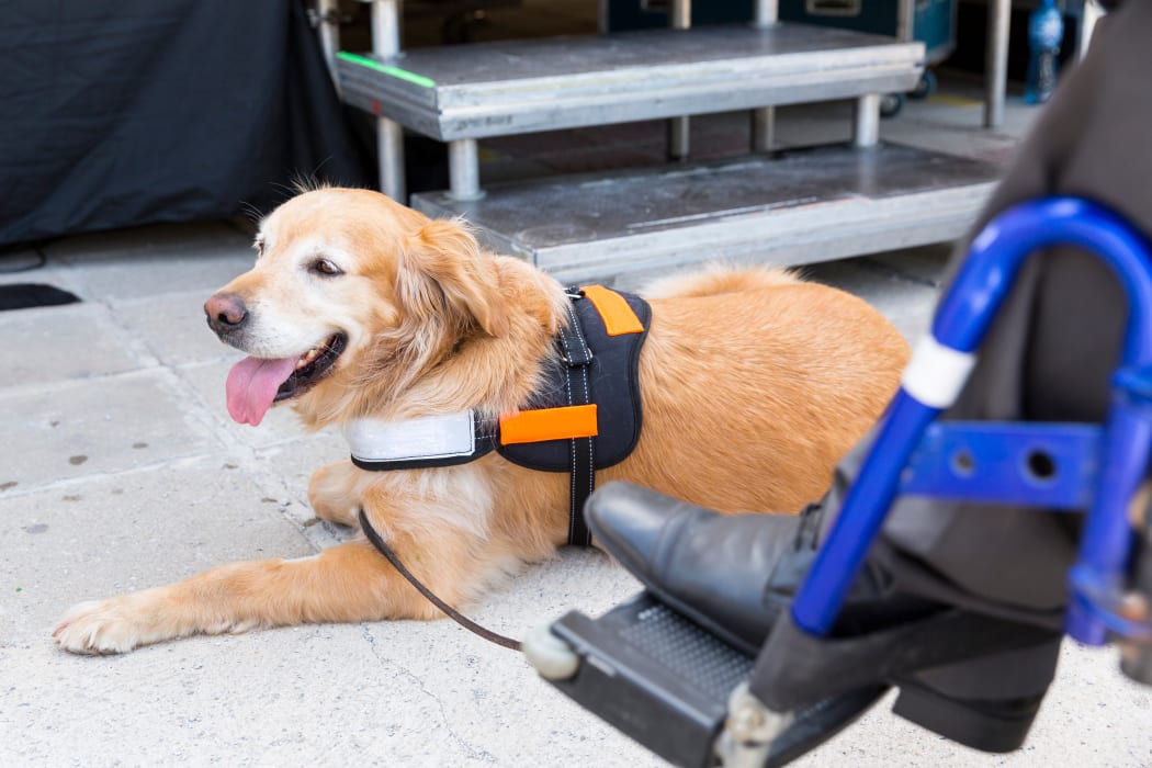 An assistance dog is trained to aid or assist an individual with a disability. Many are trained by an assistance dog organization, or by their handler, often with the help of a professional trainer.