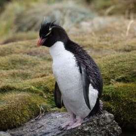 Photo for Rockhopper penguin