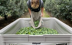 A worker harvesting feijoas at Kaiaponi Farms in Tairāwhiti.