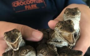 Baby crocodiles for sale at Darwin's Crocodylus Park.