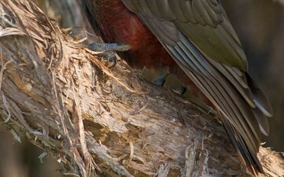The kaka population at Orokonui Ecosanctuary began with a few captive-reared birds, and now includes wild bred birds, such as this one, which was the sanctuary's first wild kaka chick.