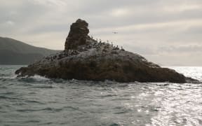 Wildlife in the Marlborough Sounds.