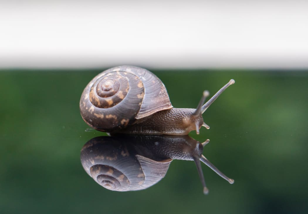 snail