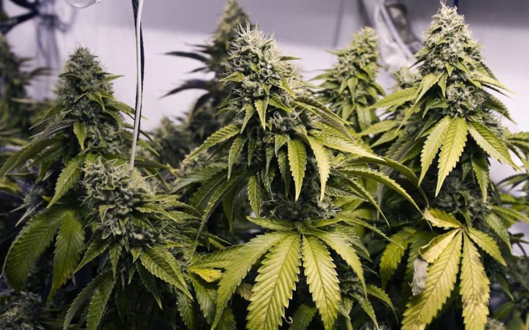 When police raided one of Nga Thanh Phan's properties, they found a garage and all six rooms on the upper floor being used to grow cannabis.