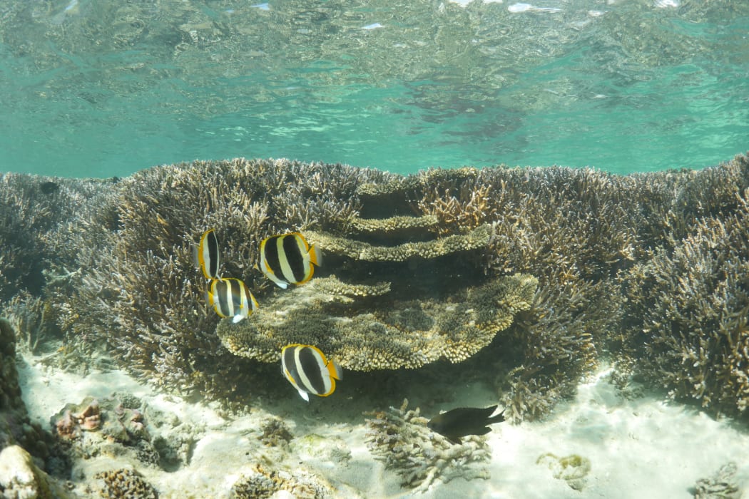 Some areas within the Lord Howe Island lagoon coral reef are not showing signs of bleaching and have remained healthy and vibrant throughout the summer.