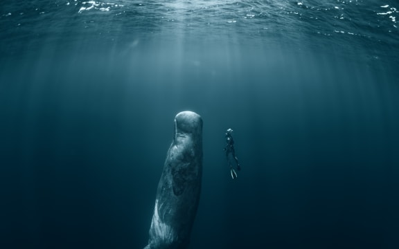 The Deep Sea Mining Campaign warns that if nodule mining is allowed to take place in the Pacific Ocean, species such as the Sperm Whale could be adversely affected.