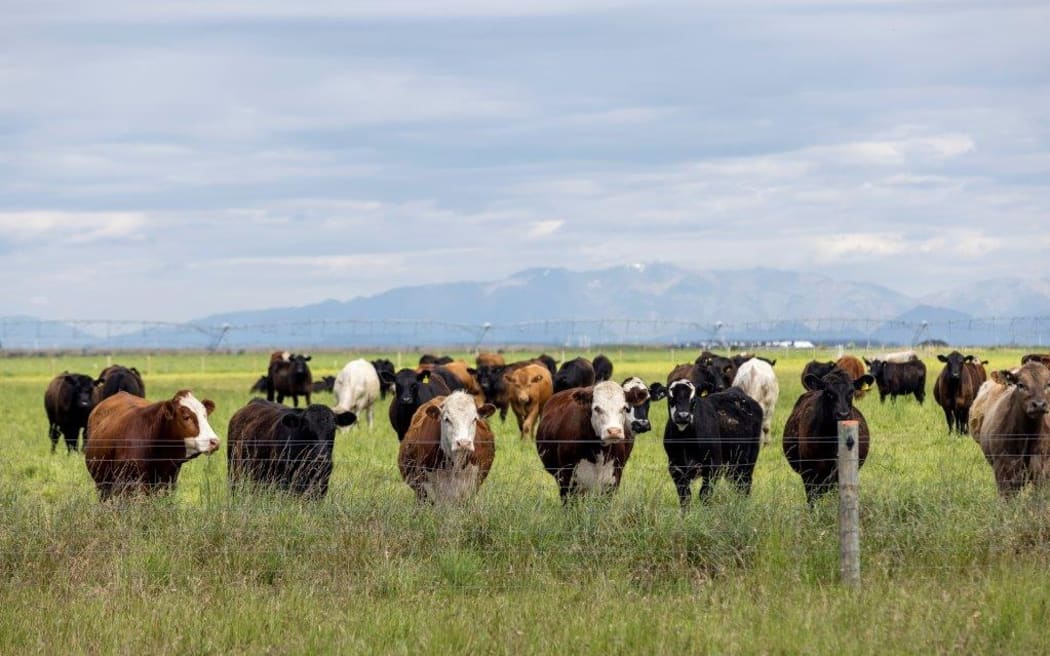 Ngāi Tahu Farming’s North Canterbury operation at Te Whenua Hou.