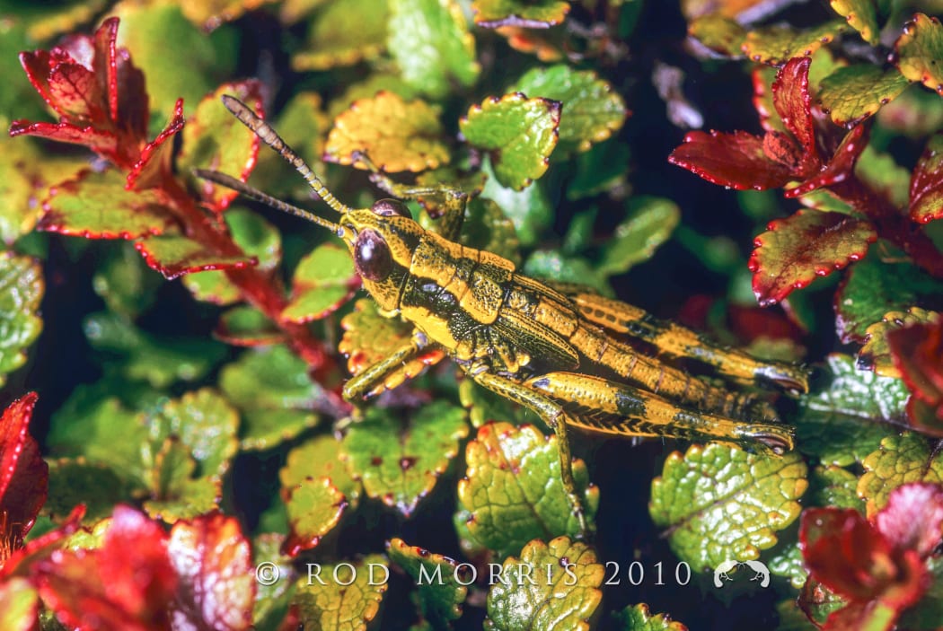 North Island grasshopper