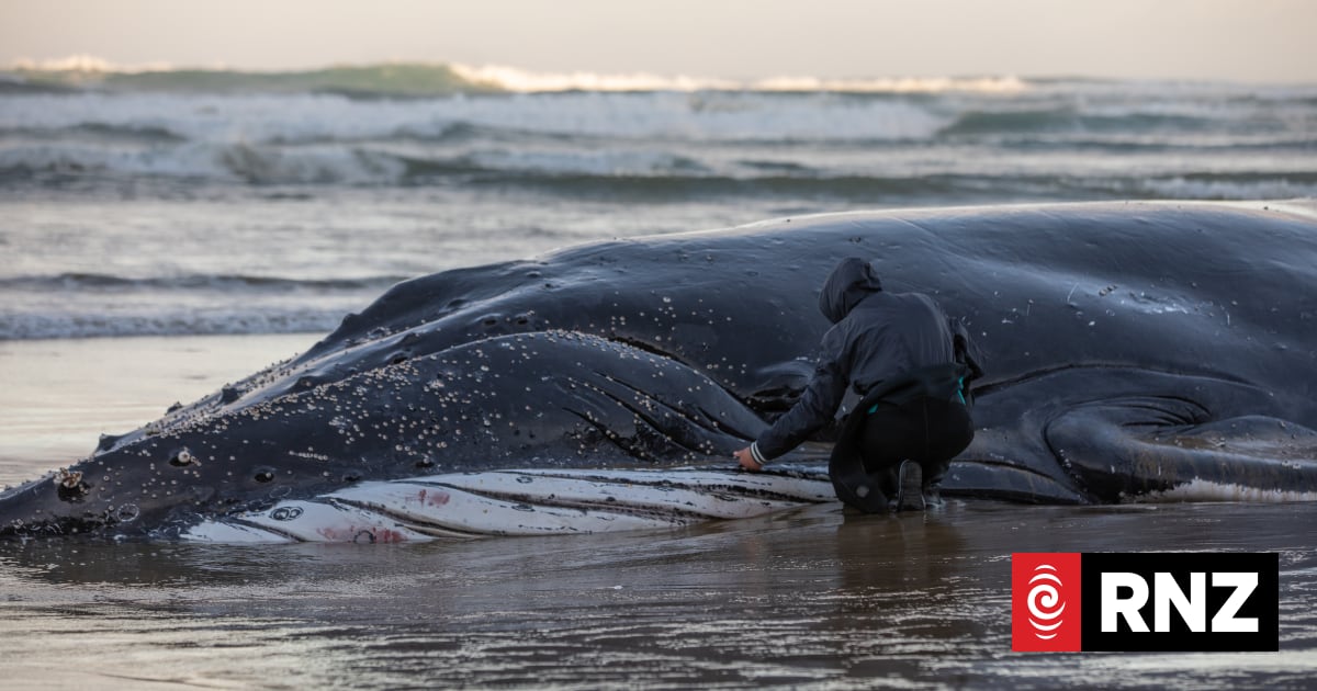 Stranded humpback whale to be euthanised | RNZ