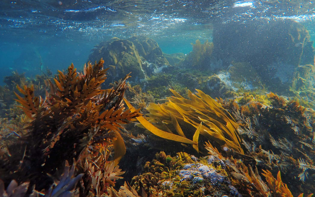 Love Rimurimu, started by Mountains to Sea Wellington, runs a spore bank of native seaweeds and pilots different ways to optimise their survival.