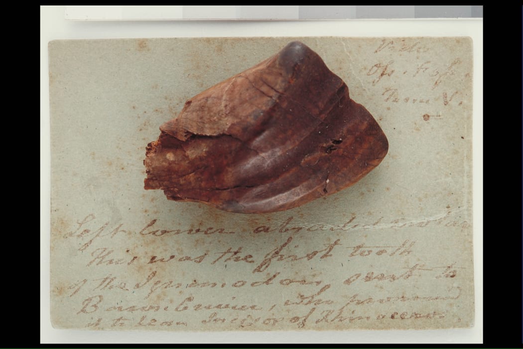 Fossil Iguanodon tooth, circa 132-137 million years ago. Gift of
the Mantell Family to Te Papa, Wellington