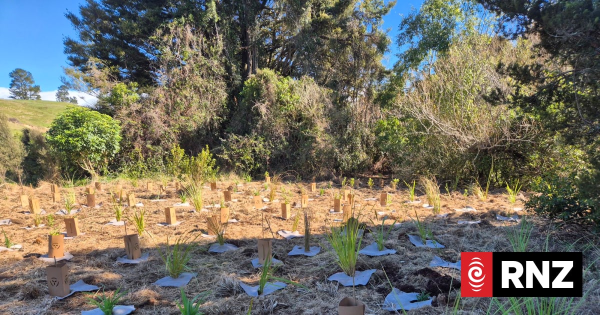 Hawke's Bay community makes big effort to restore native A'Deane's Bush
