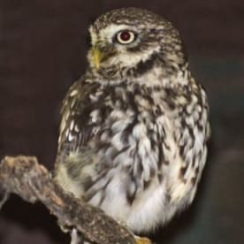 Photo for Little owl