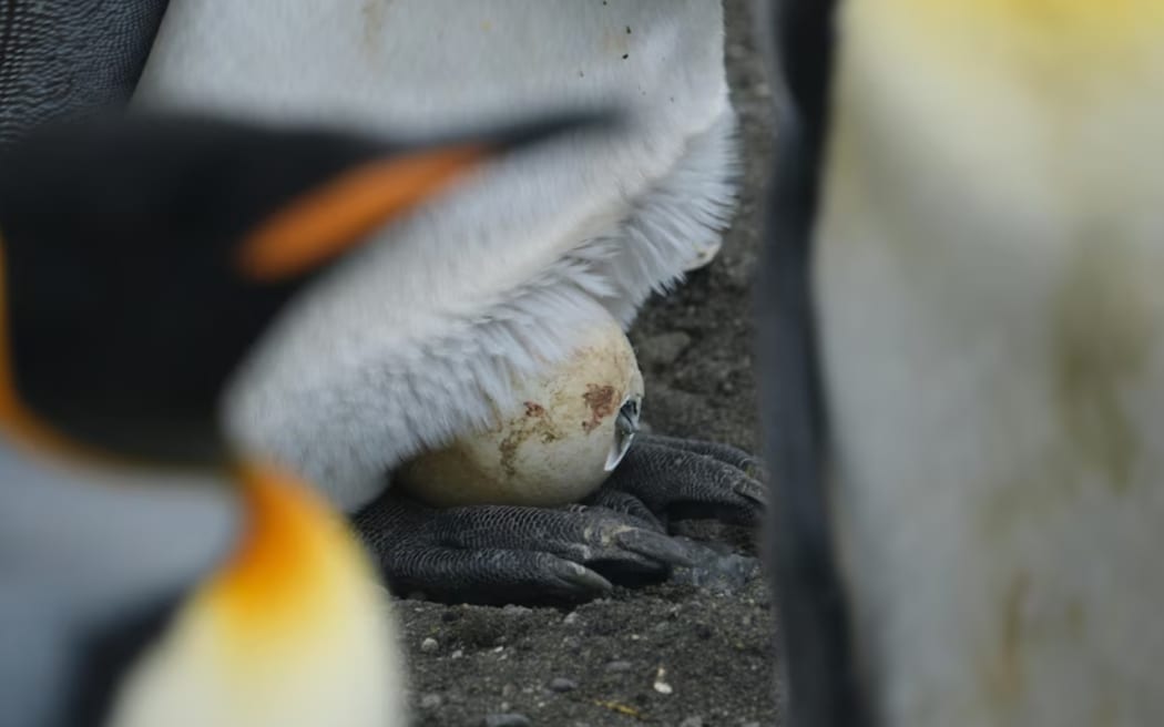 A king penguin chick hatching from its egg, Possession Island, Crozet Islands.