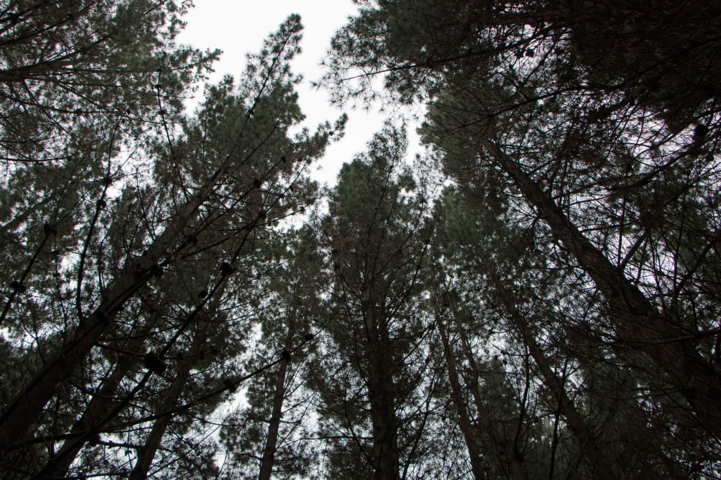 Radiata pines have a harvest cycle of about 30 years.