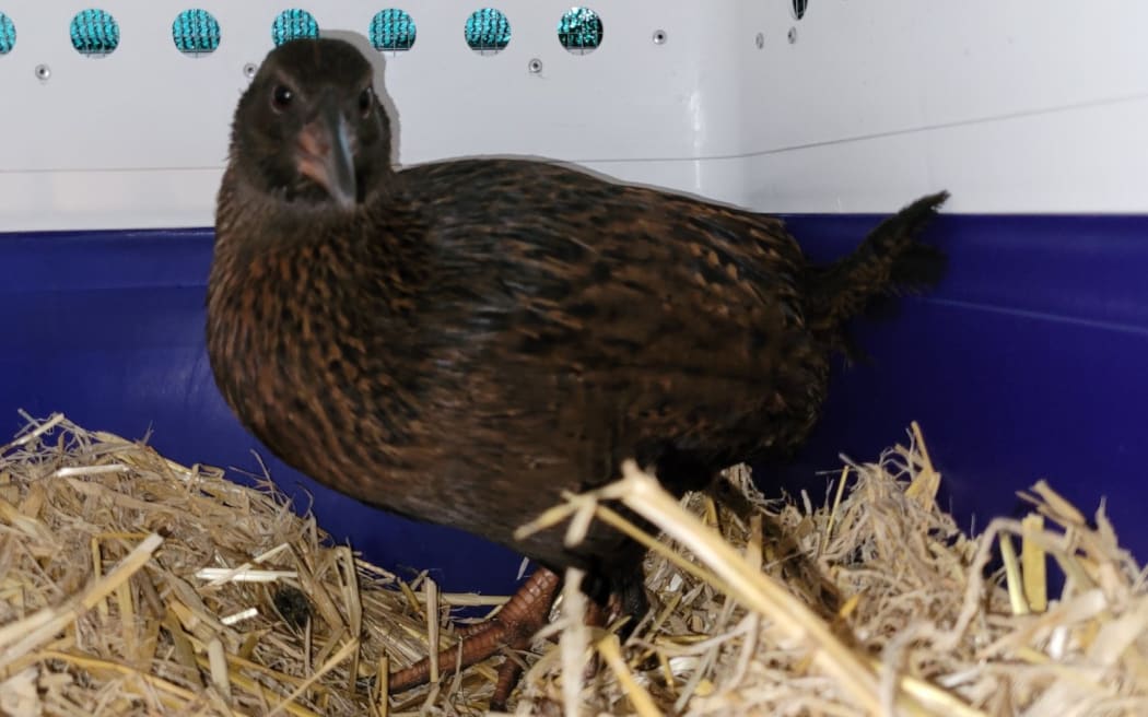 A wayward weka released into the south Taranaki town of Manaia.