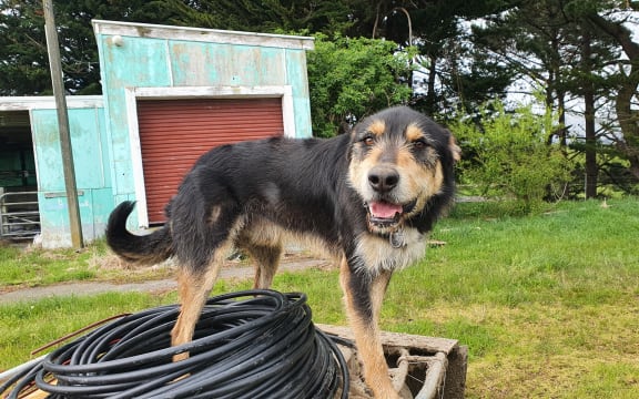 Digger, ready for work at a dairy farm near Linton, Manawatū
